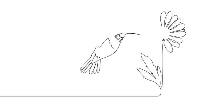 hummingbird on white background