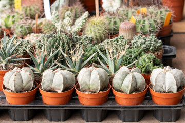 Assorted small cactus succulent plants displayed at garden marketplace stall. Astrophytum myriostigma, Echinopsis, Mammillaria species © o1559kip