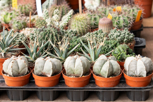 Assorted small cactus succulent plants displayed at garden marketplace stall. Astrophytum myriostigma, Echinopsis, Mammillaria species