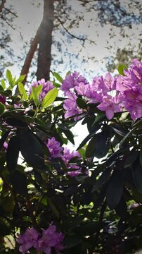 Captivating Close-up of Lush Purple Flowers in Greenery