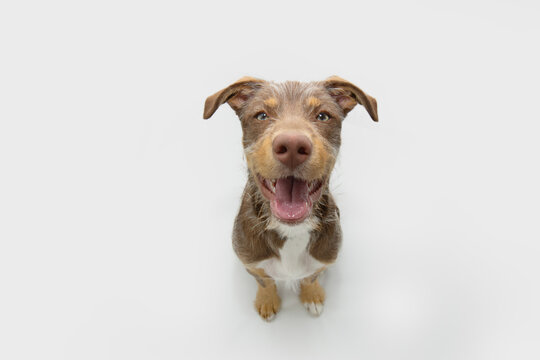 Happy puppy dog smiling and looking up. Isolated on white background. From above
