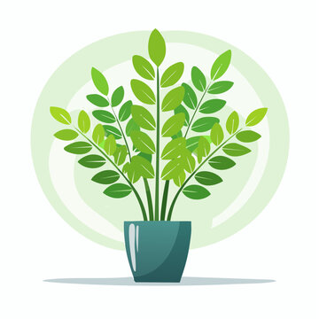 Zamioculcas Zimmerpflanze als Vektor