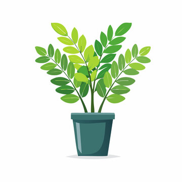 Zamioculcas Zimmerpflanze als Vektor