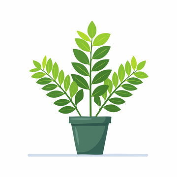 Zamioculcas Zimmerpflanze als Vektor