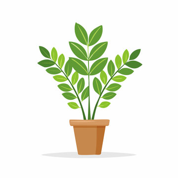 Zamioculcas Zimmerpflanze als Vektor