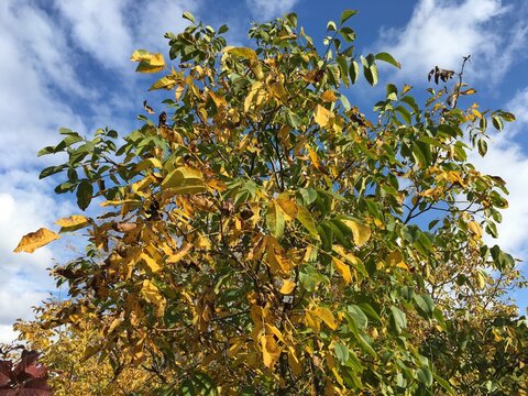 Walnut tree gorgeously stretching branches with green and yellow leaves reaching bright-blue autumn sky with fluffy white clouds; horizontal photo capturing grandeur of nature in seasonal transition