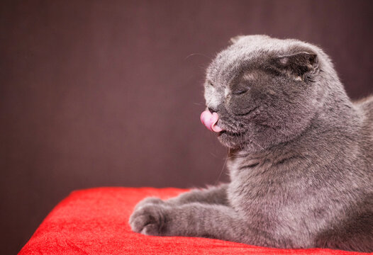 beautiful, gray british cat lies on the sofa in a home environment
