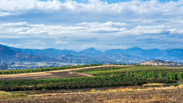 Vineyard In Oregon