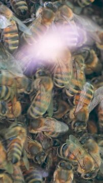 Swarm of Honey Bees 4K Macro Video: Close-Up of Wild Bee Colony in UK Tree