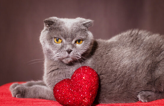 look of beautiful gray cat with red heart for valentine's day