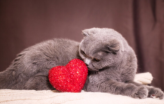 look of beautiful gray cat with red heart for valentine's day
