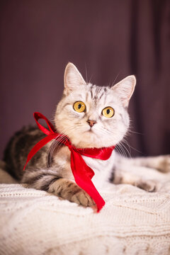 A look of a beautiful gray cat with a red bow on her neck for the holiday