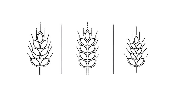 Detailed botanical illustrations of wheat spike line art.