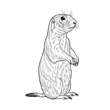 Side profile prairie dog line art drawing on white background