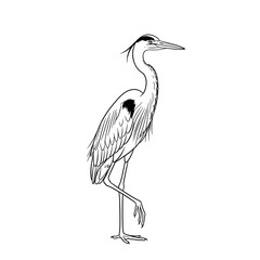 Fototapeta premium Heron bird lifting leg line art coloring page, elegant egret outline illustration vector drawing