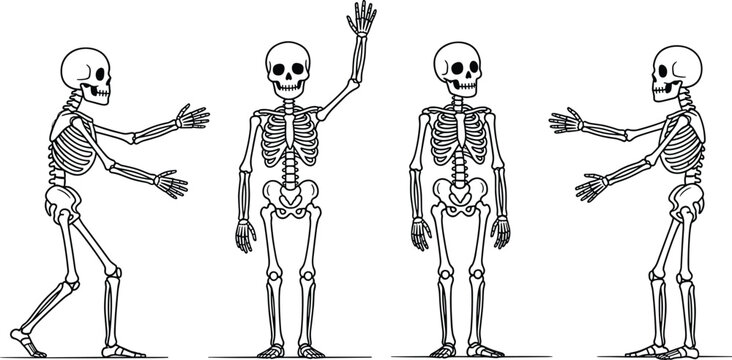 Skeleton vector illustration set with human bony characters in different poses isolated on a white background