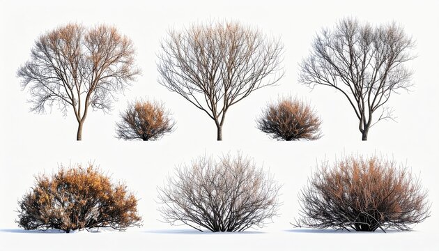 Bare branches of deciduous trees and dry shrubs against white