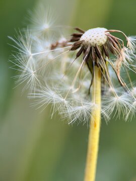 Close-up macro of a dandelion clock losing its seeds against a soft green background