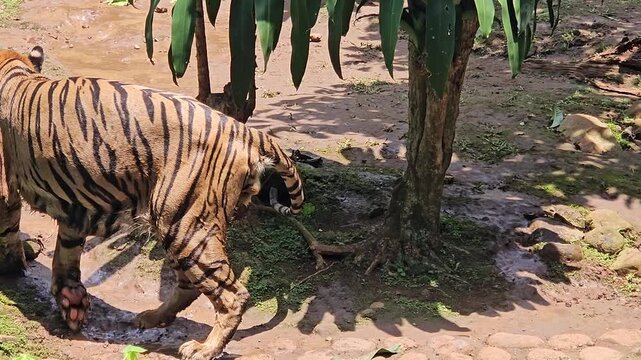 This is tiger from Sumatra, named Harimau Sumatra 