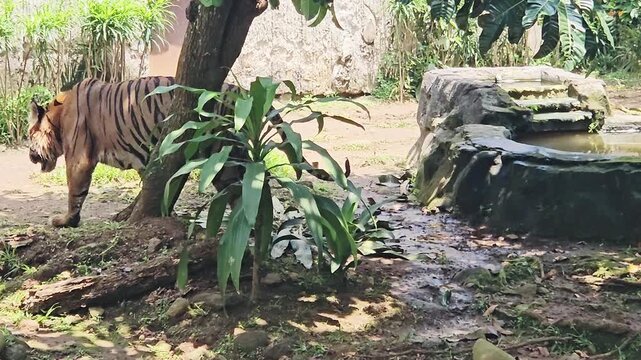 This is tiger from Sumatra, named Harimau Sumatra 