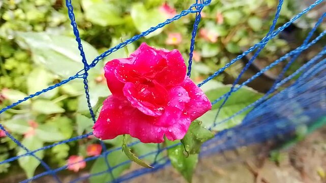 Beautiful pink hybrid tea rose flower covered with raindrops through a blue safety net