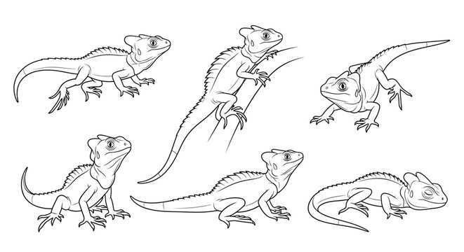 Basilisk Lizard Set, Hand-Drawn Line Art Illustration