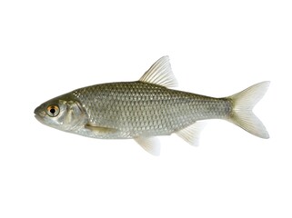 Naklejka premium A small gray fish with a white belly and fins on a plain white background.