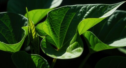 Fototapeta premium Vibrant Green Leaves With Sunlight Detail Natural Texture Macro