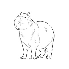 Obraz premium Capybara Line Art Sketch Side View Standing on White Background