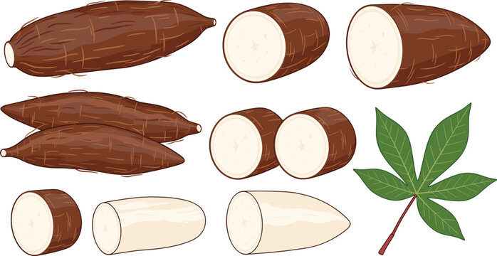 Fresh Cassava Root Botanical Elements Vector Illustration Set Featuring Whole Yuca Tubers Slices Half Cut Pieces and Green Leaf for Organic Food Designs