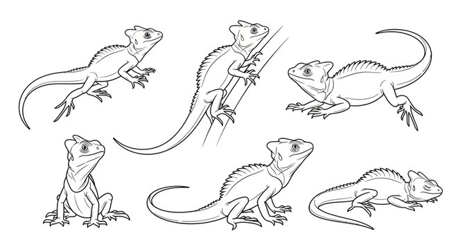 Basilisk Lizard Collection Line Art Set