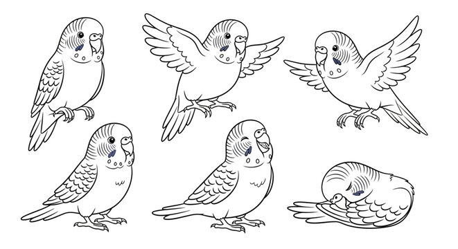 Budgerigar parakeet set in various poses, cute line art illustration