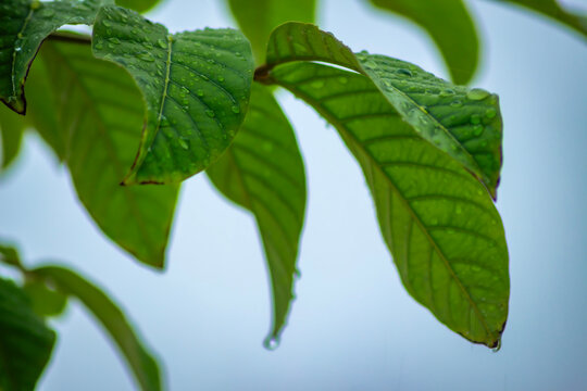 A high-quality macro shot showcasing the vibrant green texture and prominent veins of guava (Psidium guajava) leaves.