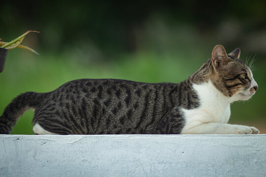 Side view of a beautiful tabby cat with unique dark grey patterns and white fur lying down on a wall outdoors.