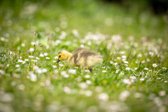 A young gosling foraging in a field of daisies