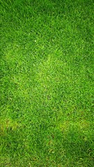 Obraz premium Lush green grass covering the ground, showcasing a vibrant and healthy lawn. The texture is smooth and uniform, ideal for outdoor activities.