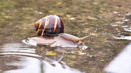 A brown garden snail with a striped shell moves slowly across a wet surface. The background is blurred, emphasizing the snail's details. © Sergey