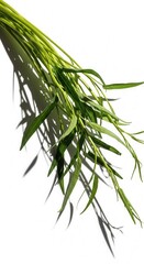 Fototapeta premium Vibrant Green Willow Branches Artfully Placed Against White Background
