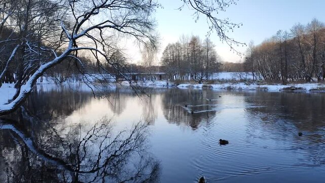 Alders, pines and willows grow on the banks of the river, which are reflected in the water. There is snow everywhere. There is a road bridge behind the trees. Ducks are swimming. Frosty and sunny