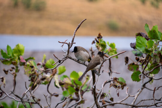 Oiseau d'Afrique du Sud