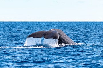 Majestic sperm whale tail diving into the deep blue ocean in the Azores © mathias.elle