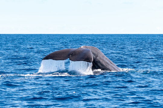Majestic sperm whale tail diving into the deep blue ocean in the Azores