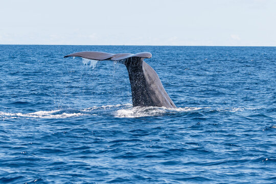 Majestic sperm whale tail diving into the deep blue ocean in the Azores