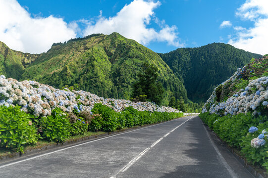 Scenic empty road lined with blooming blue hydrangeas leading to lush green mountains in Sao Miguel Azores