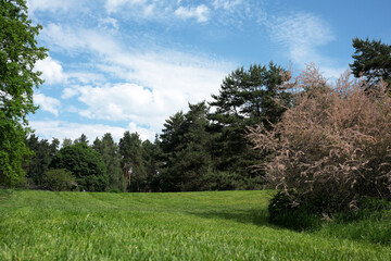 Vibrant greenery under a blue sky with puffy clouds and tall trees © aviavlad
