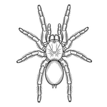 Black and white line drawing of a tarantula spider isolated on white background