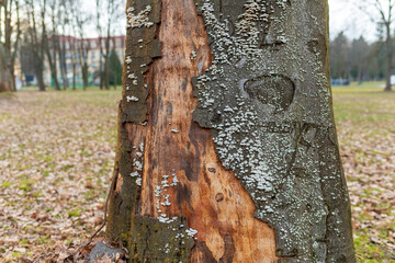 Close up of damaged tree trunk with peeling bark, exposed wood, and clusters of white bracket fungus growing across the surface. The image shows natural decay, forest texture, and fungal colonization. © Volha