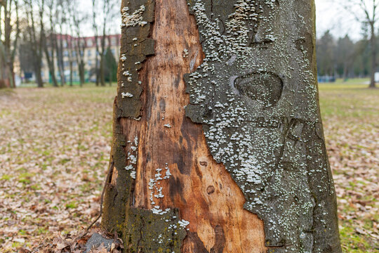 Close up of damaged tree trunk with peeling bark, exposed wood, and clusters of white bracket fungus growing across the surface. The image shows natural decay, forest texture, and fungal colonization.
