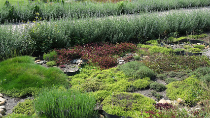 Fototapeta premium Vibrant garden landscape bursting with colorful greenery and textures
