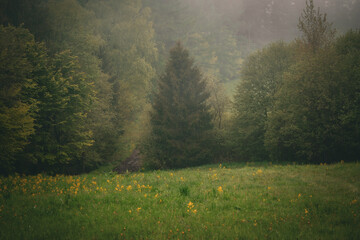 Mglisty las w bieszczadach © Adam Sadlak